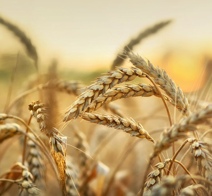 Korn & Kornspezialitäten